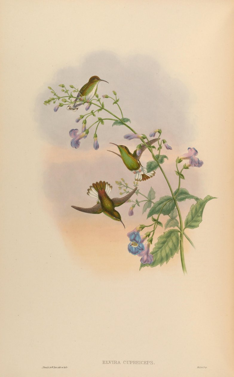 Elvira cupreiceps alkotó: John Gould