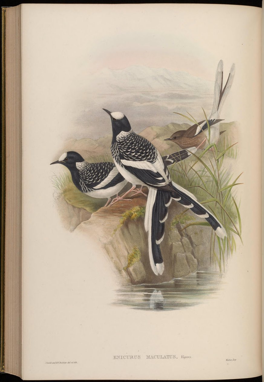 Enicurus maculatus alkotó: John Gould