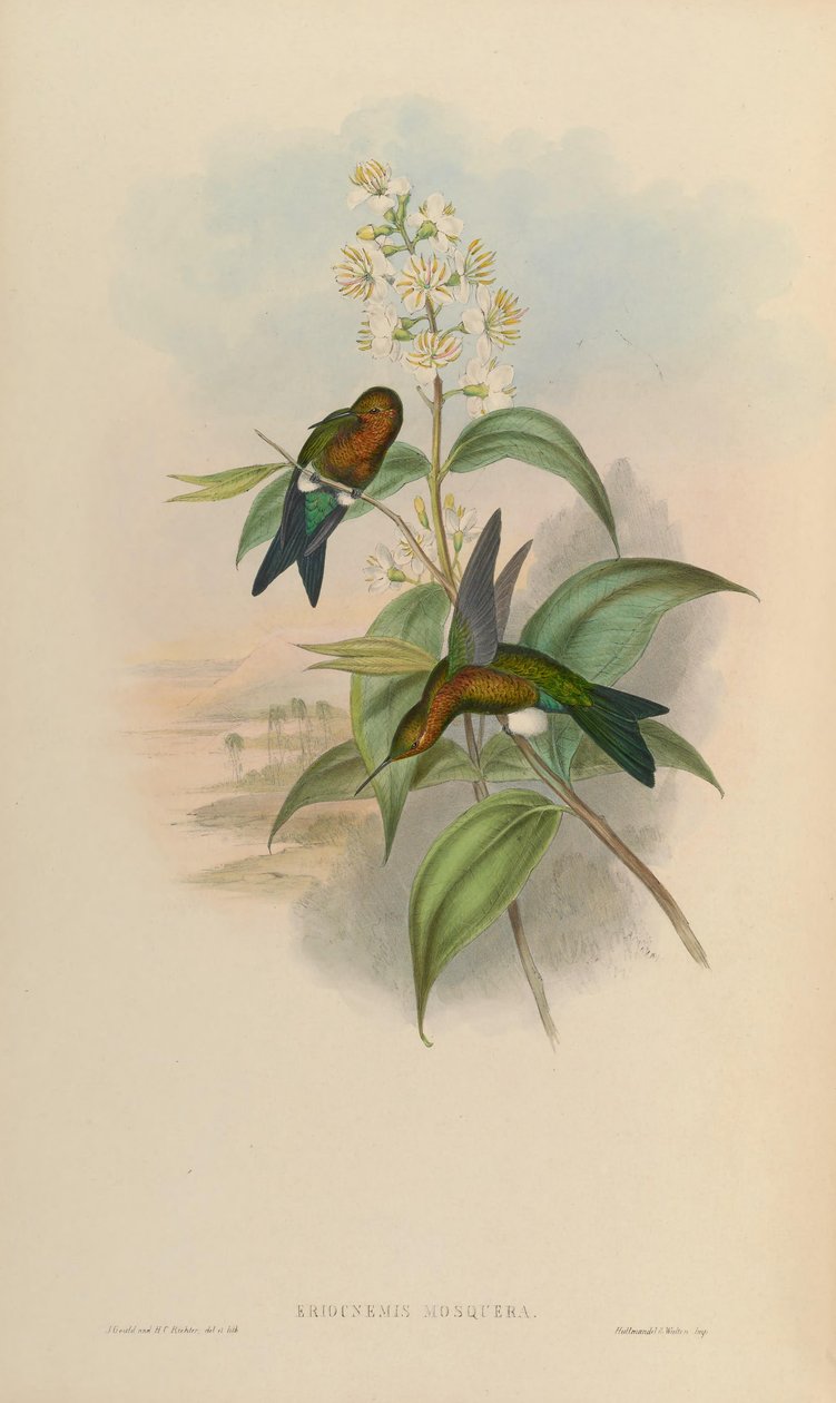 Eriocnemis mecset alkotó: John Gould