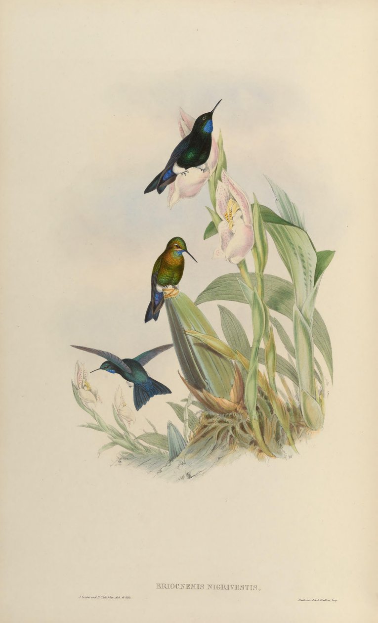 Eriocnemis nigrivestis alkotó: John Gould