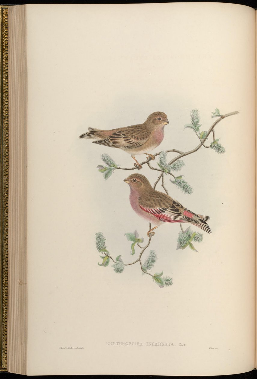 Erythrospiza incarnata = Bucanetes mongolicus [2] alkotó: John Gould
