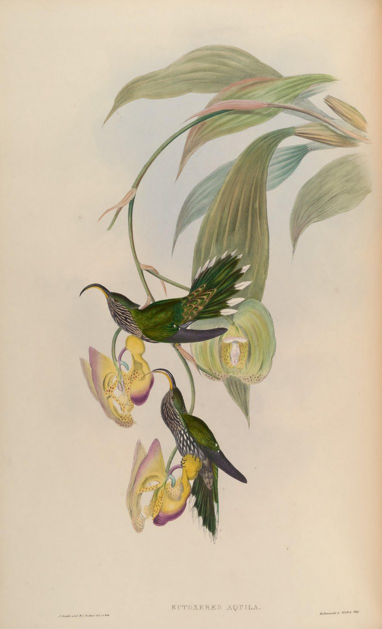 Eutoxeres sas alkotó: John Gould