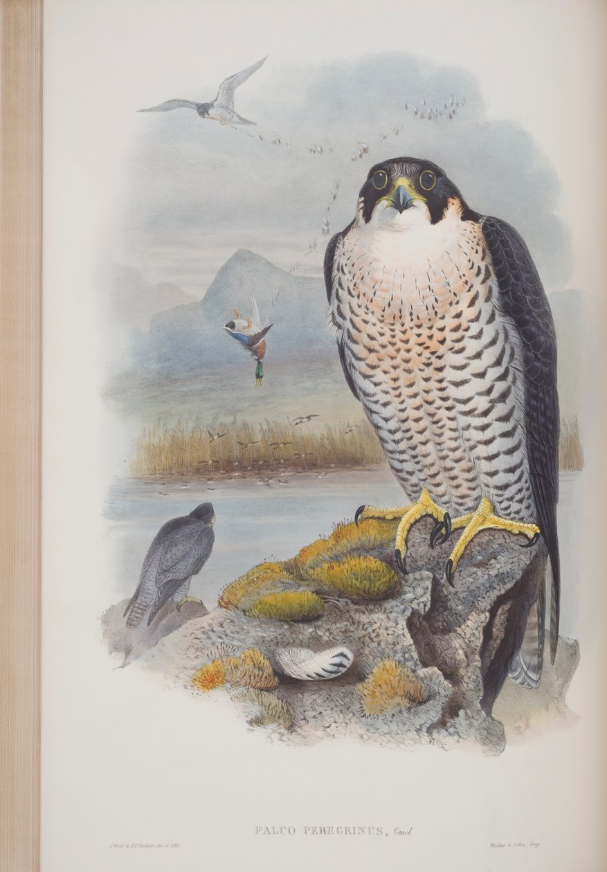 Falco Peregrinus, tábla a John Gould által 1862-73-ban kiadott The Birds of Great Britain (kézi színes litográfia) című kötetből. alkotó: John Gould
