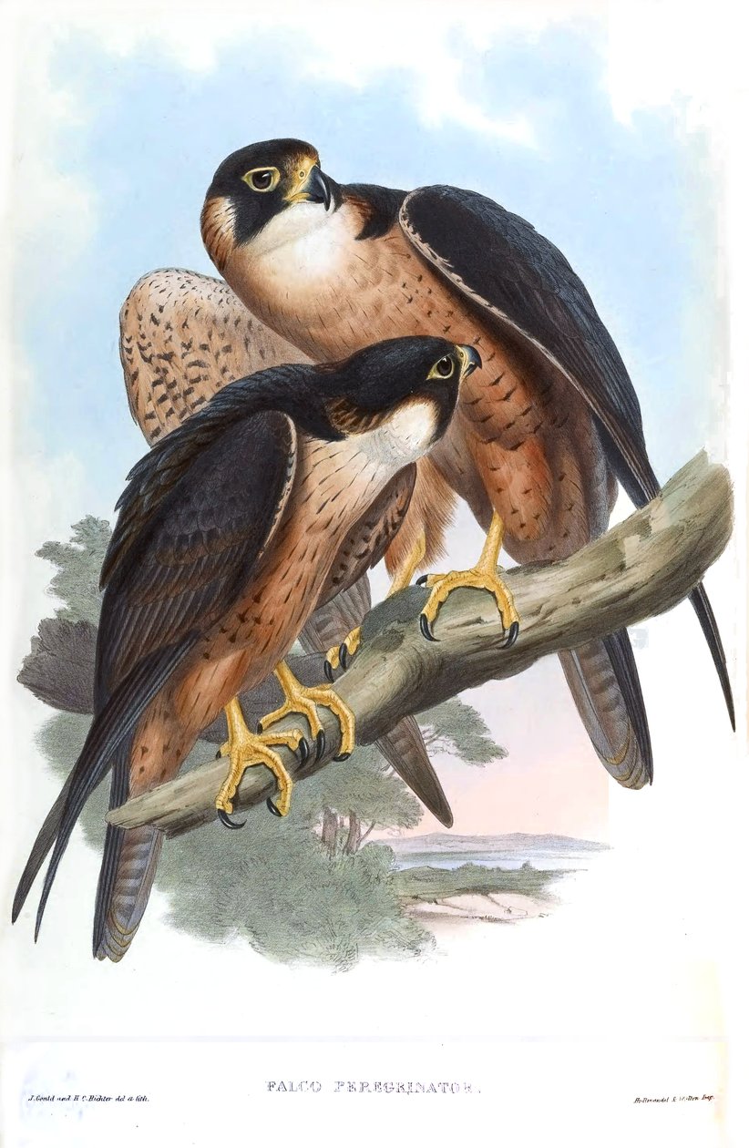 Falco peregrinator = Falco peregrinus peregrinator alkotó: John Gould