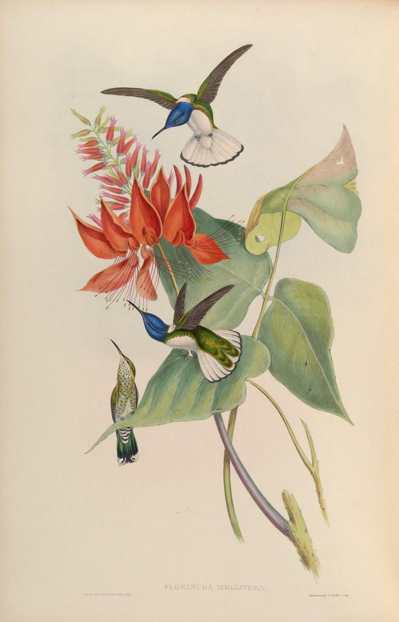 Florisuga mellivora alkotó: John Gould