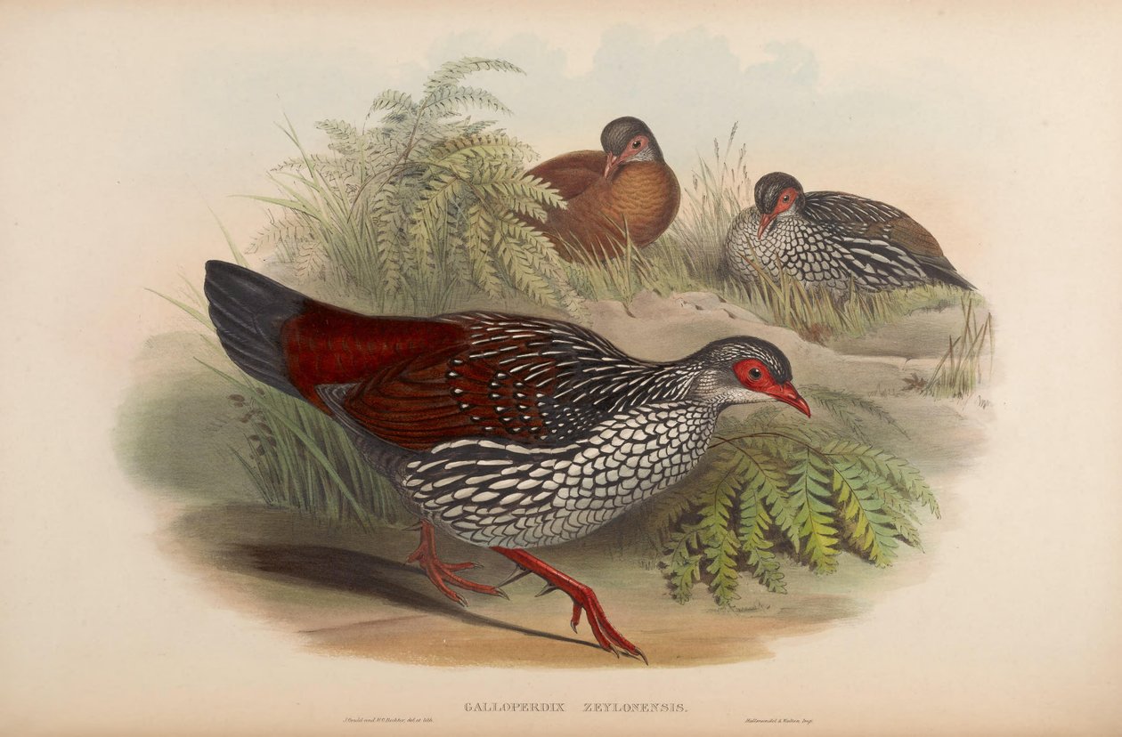 Galloperdix zeylonensis = Galloperdix bicalcarata alkotó: John Gould