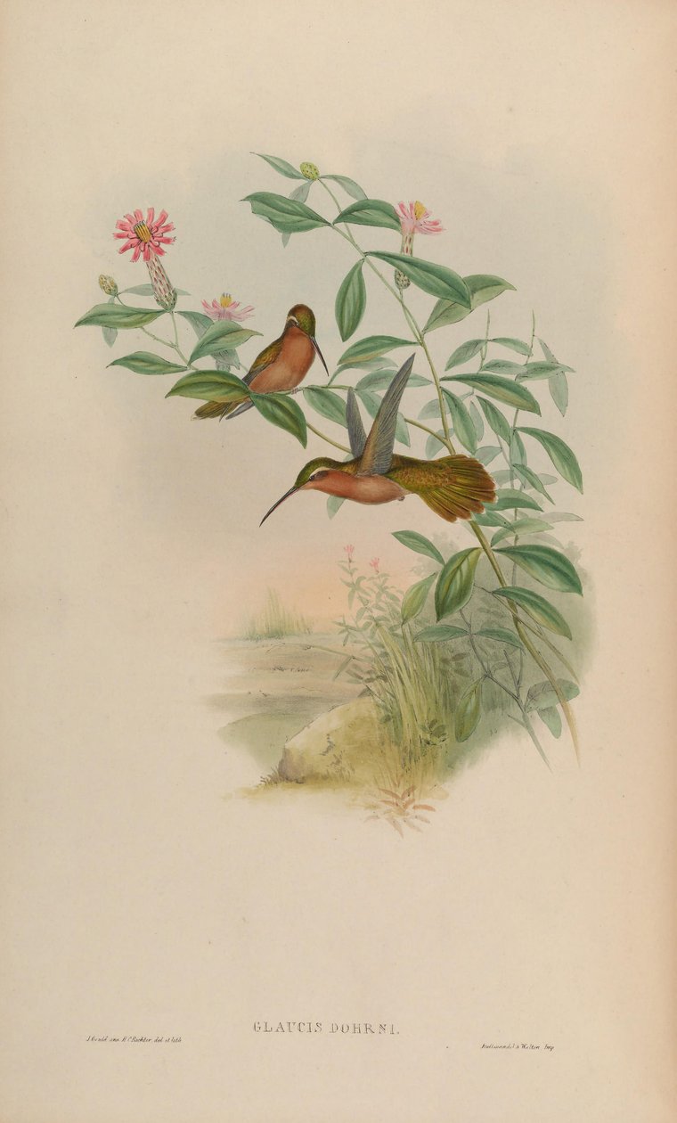 Glaucis dohrni = Glaucis dohrnii alkotó: John Gould