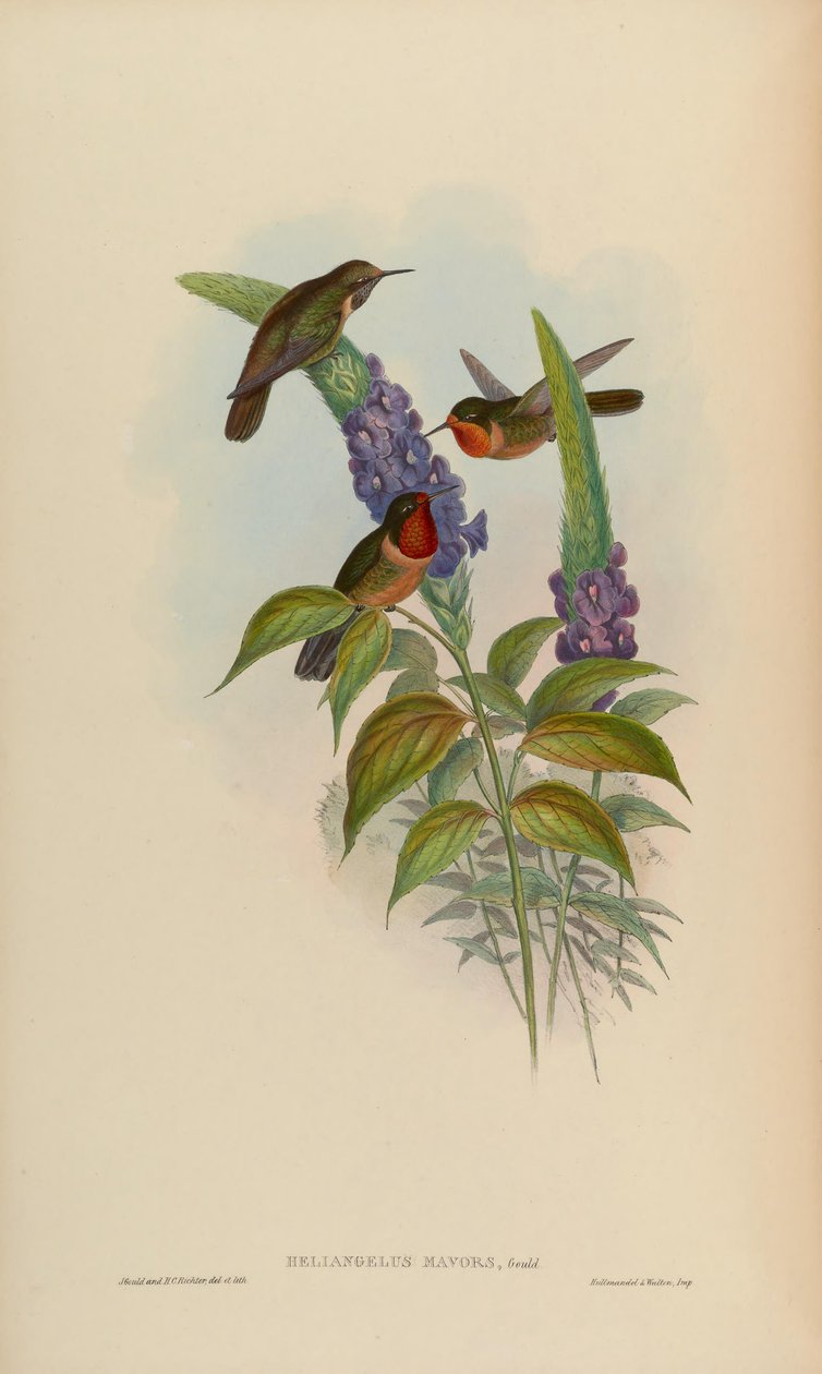 Helianthus mavors alkotó: John Gould
