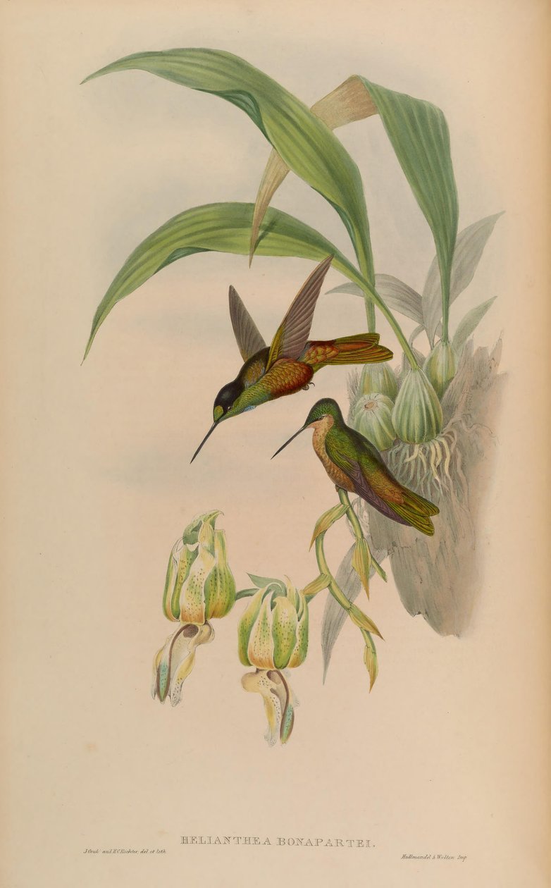 Helianthea bonapartei alkotó: John Gould