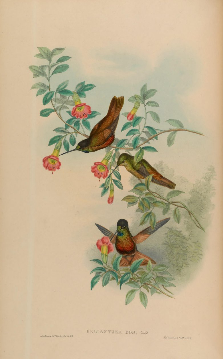 Helianthea eos = Coeligena bonapartei eos (NOB 3.2) alkotó: John Gould