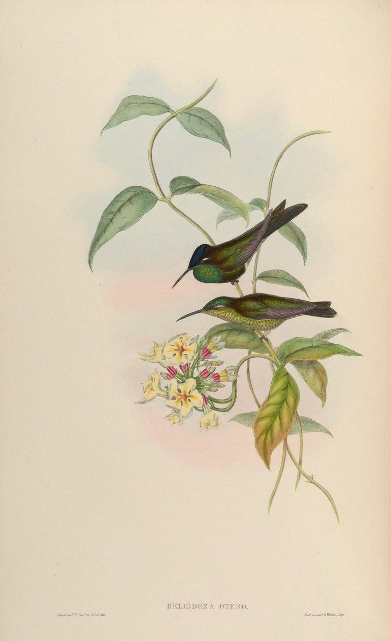 Heliodoxa otero = Heliodoxa leadbeateri alkotó: John Gould