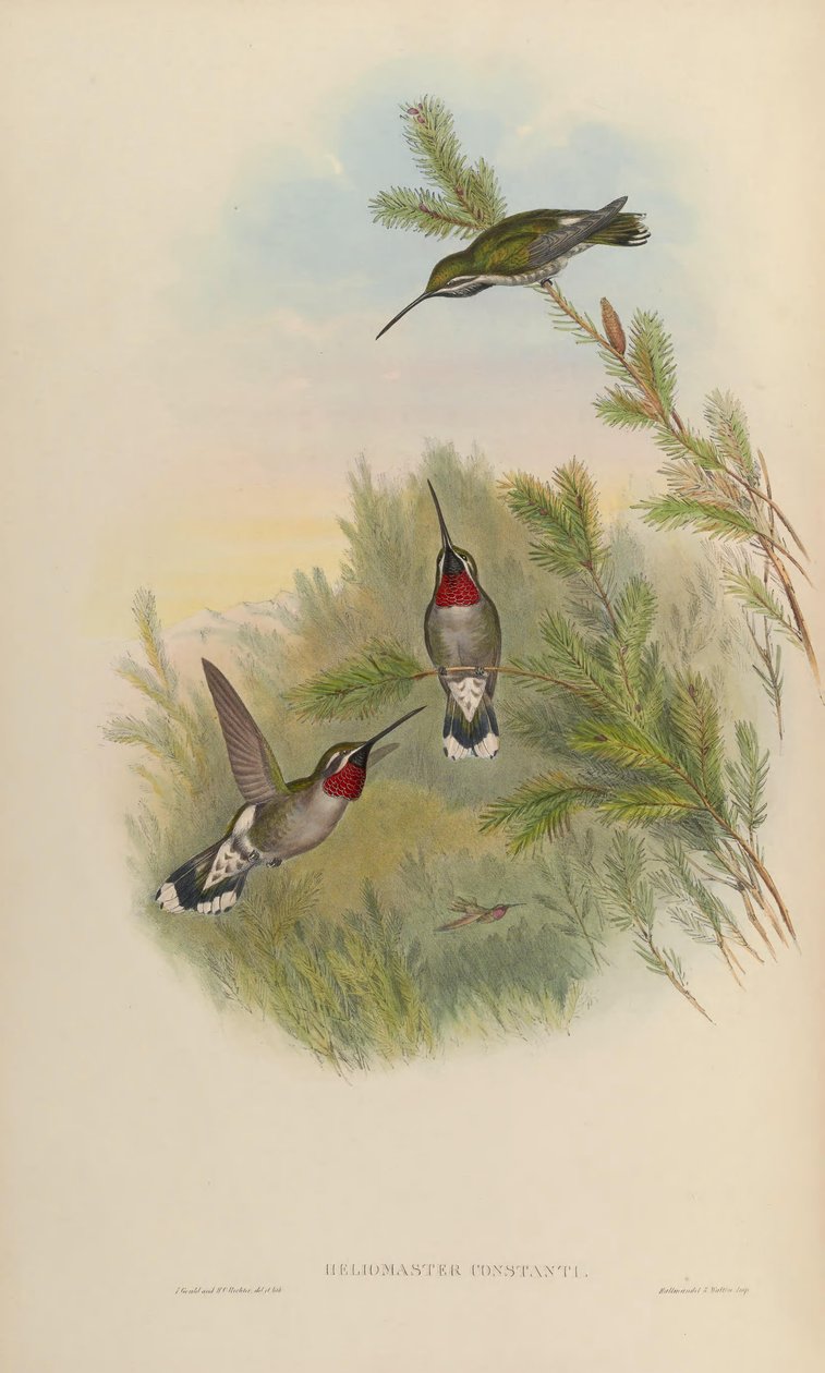 Heliomaster alkotó: John Gould