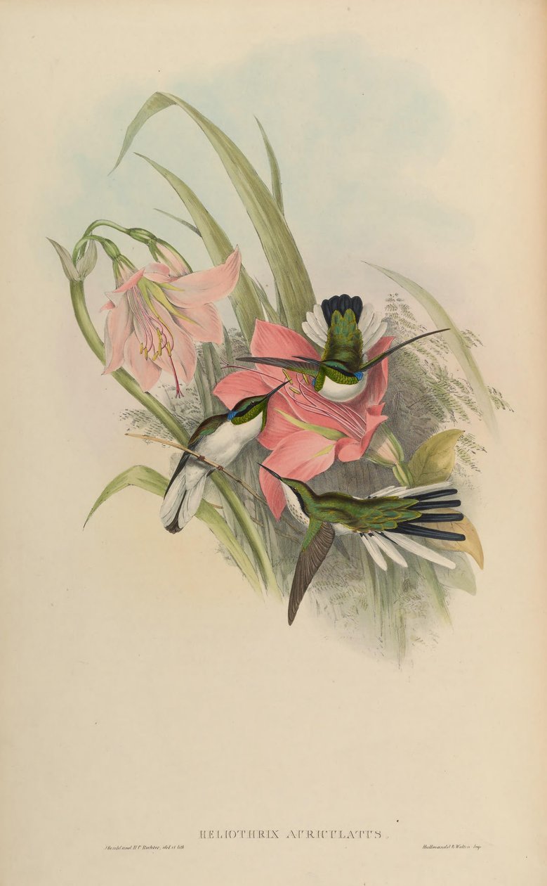 Heliothryx auriculata = Heliothryx aurita auriculata alkotó: John Gould