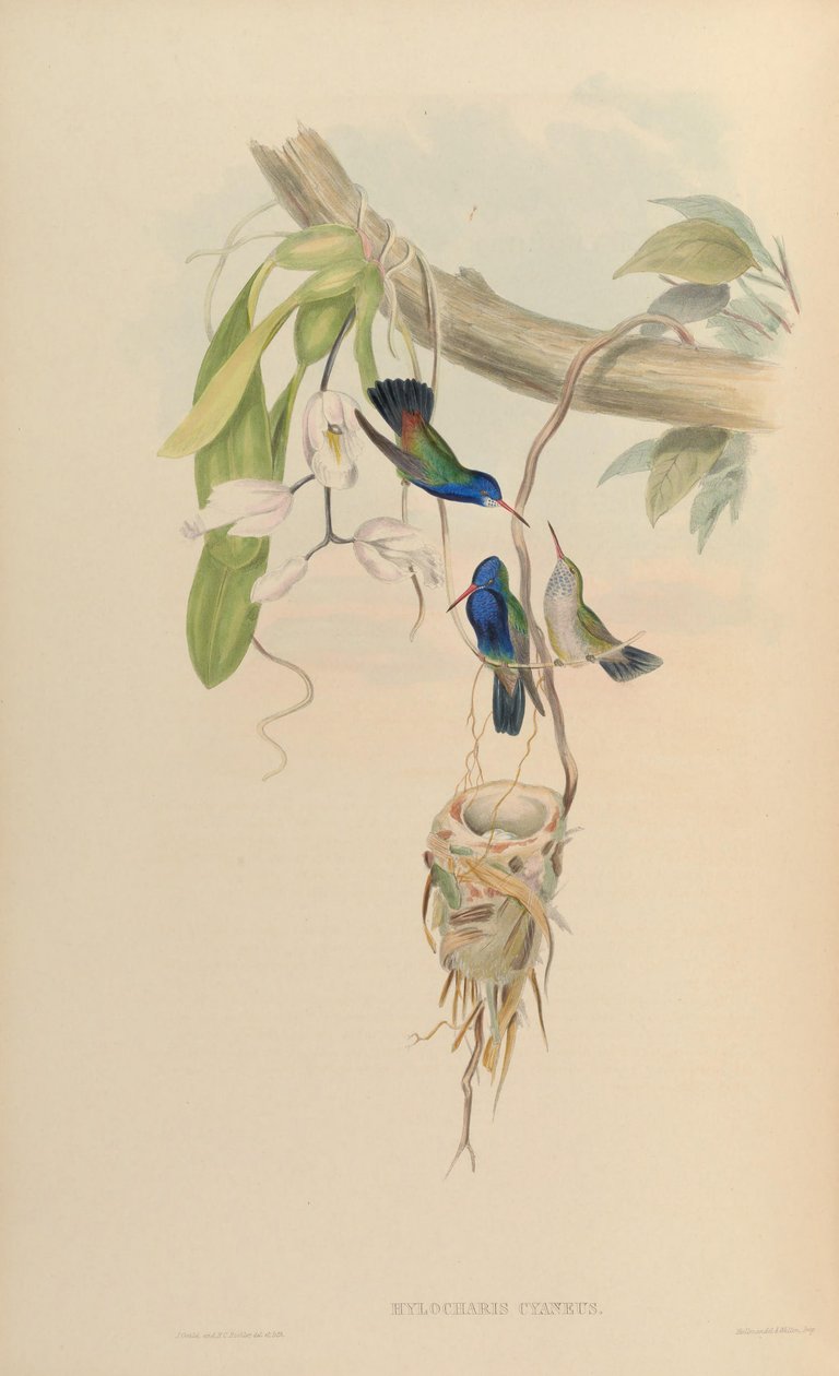 Hylocharis cyaneus alkotó: John Gould