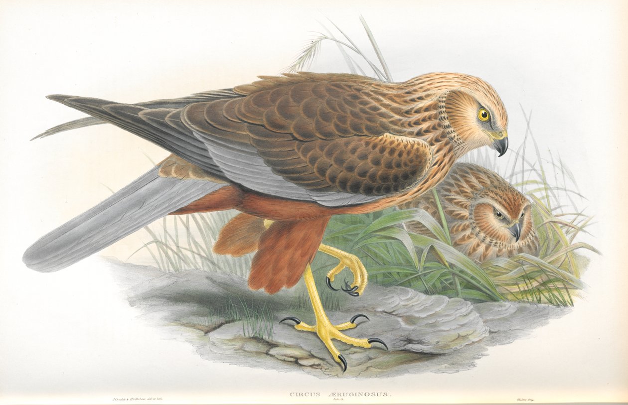 Illusztráció a Circus Aeruginosusról (mocsári sáska) alkotó: John Gould