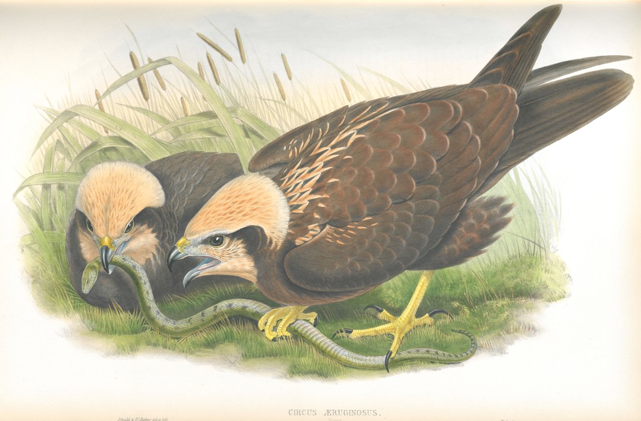 A Circus Aeruginosus (Marsh-Harrier) illusztrációja, John Gould rajza, megjelent a The Birds of Great Britain-ből alkotó: John Gould