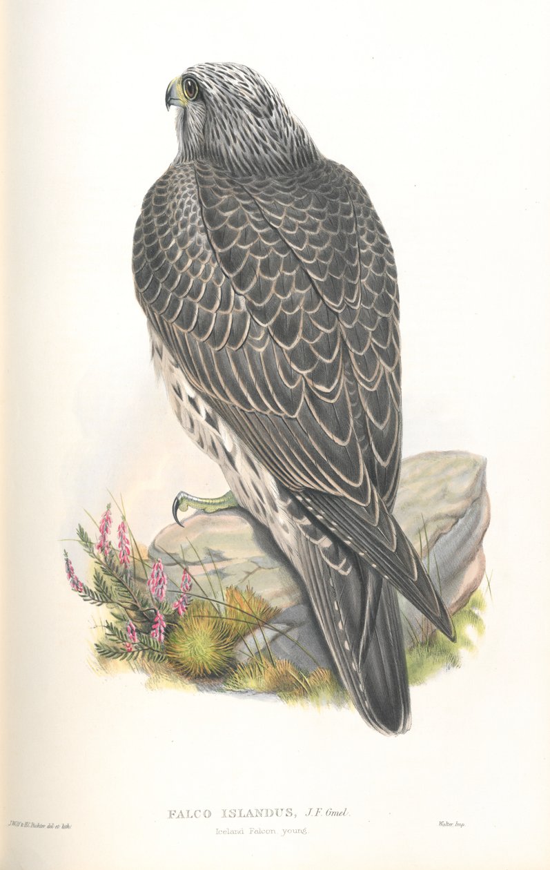 Falco Islandus illusztrációja alkotó: John Gould