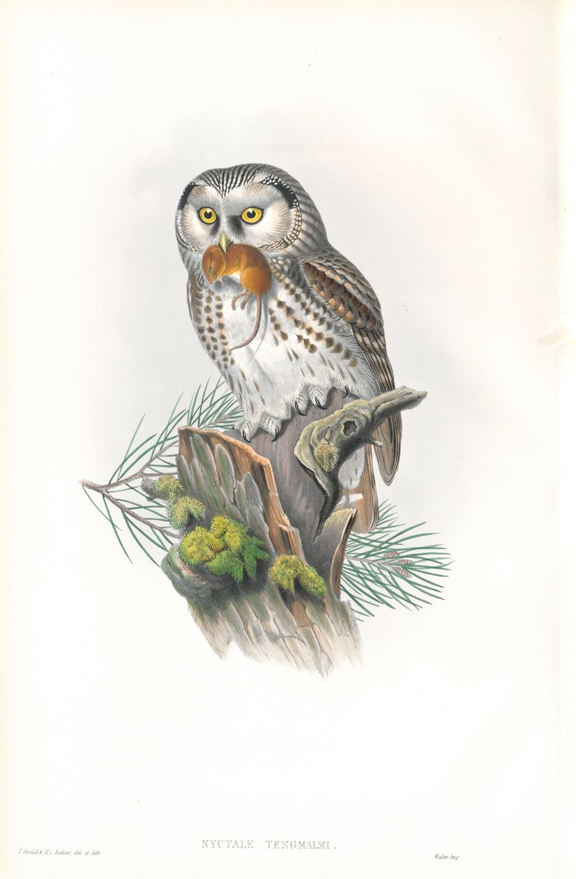 Nyctale Tengmalm (Tengmalm bagoly) illusztrációja alkotó: John Gould