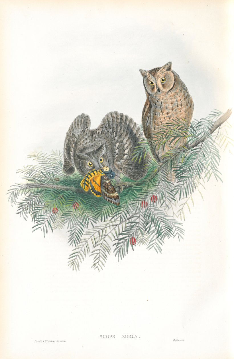 Scops Zorca (Scops füles bagoly) illusztrációja alkotó: John Gould