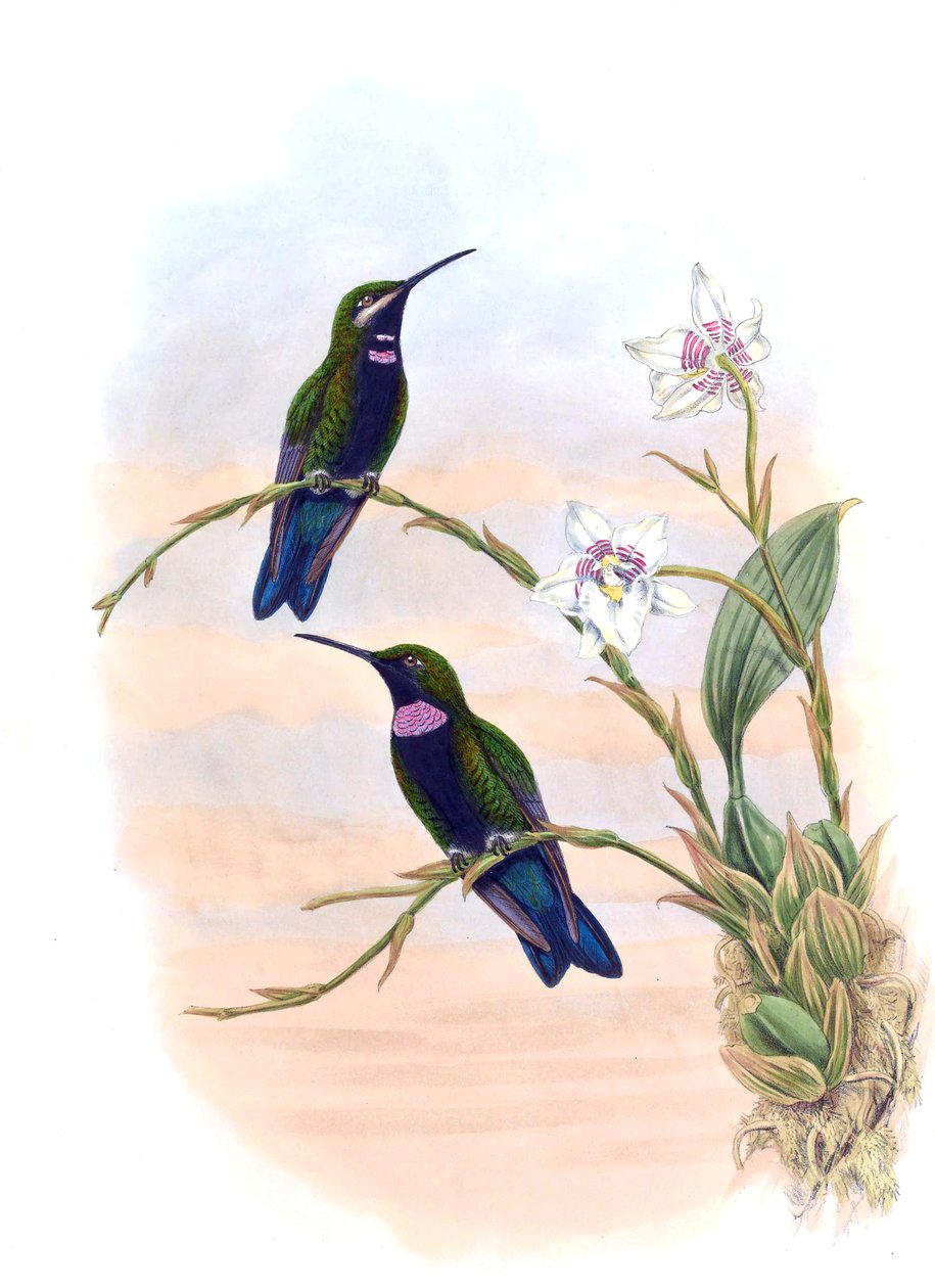 Ionolæma whitelyana = Heliodoxa schreibersii whitelyana alkotó: John Gould