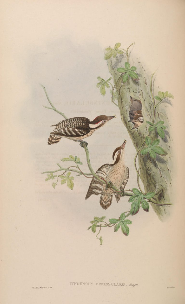 Iyngipicus gymnophthalmus peninsularis = Dendrocopos nanus gymnopthalmus [2] [3] alkotó: John Gould