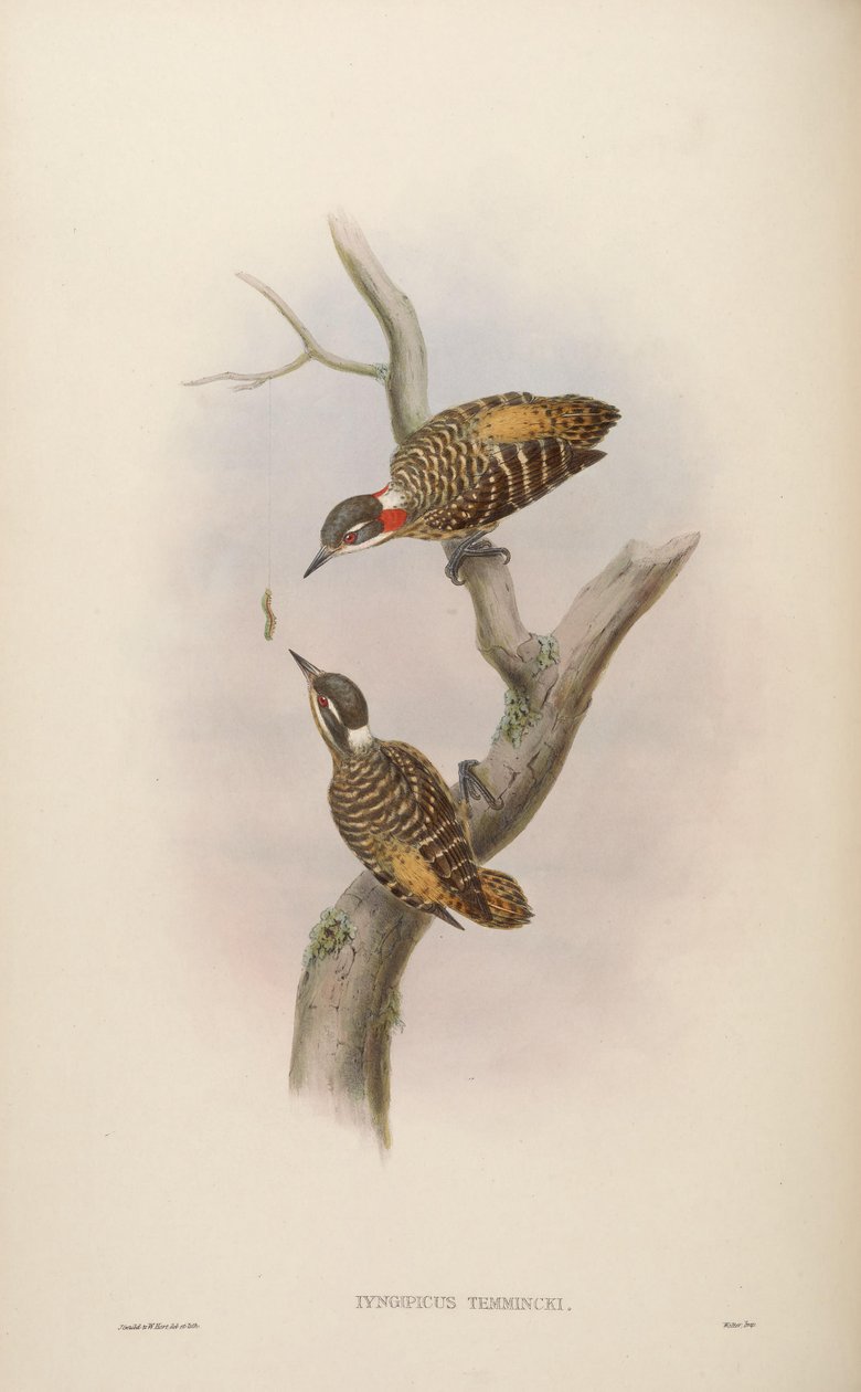 Iyngipicus temmincki = Dendrocopos temminckii [2] alkotó: John Gould
