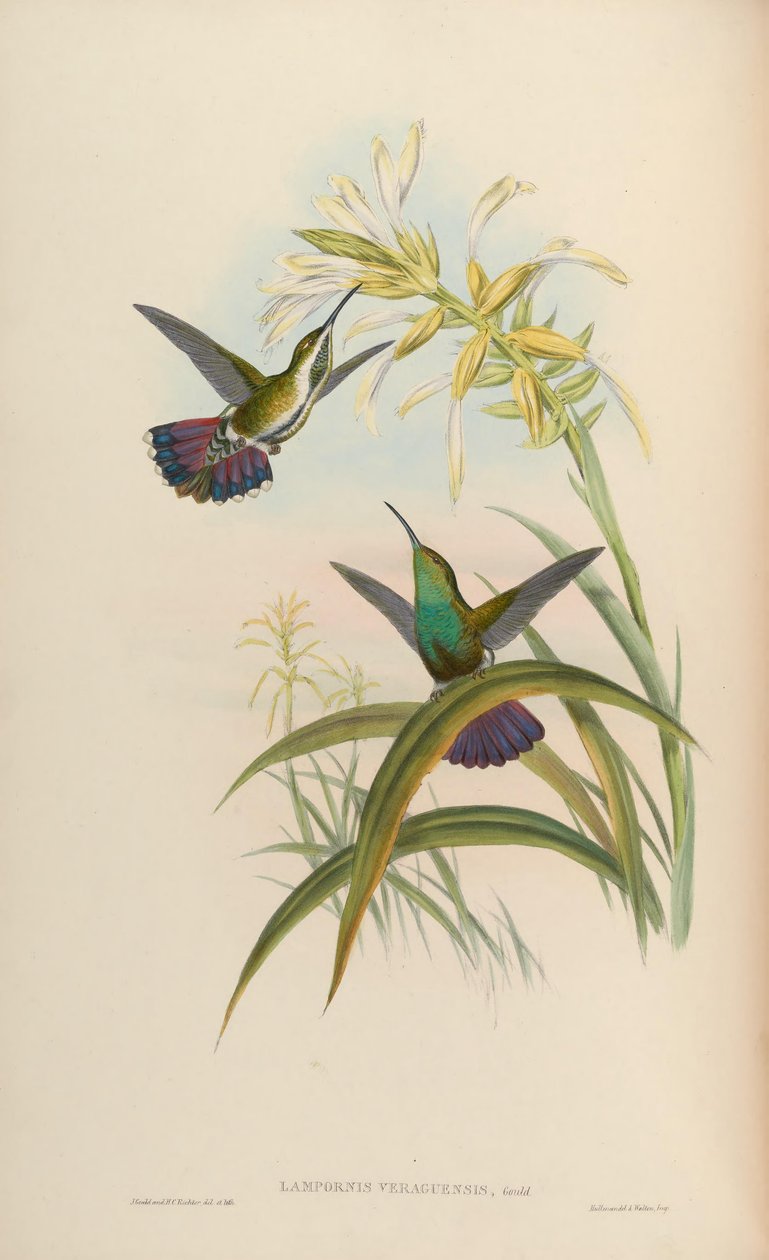 Lampornis veraguensis = Anthracothorax veraguensis alkotó: John Gould