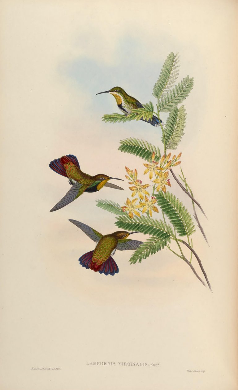 Lampornis virginalis = Anthracothorax dominicus aurulentus alkotó: John Gould