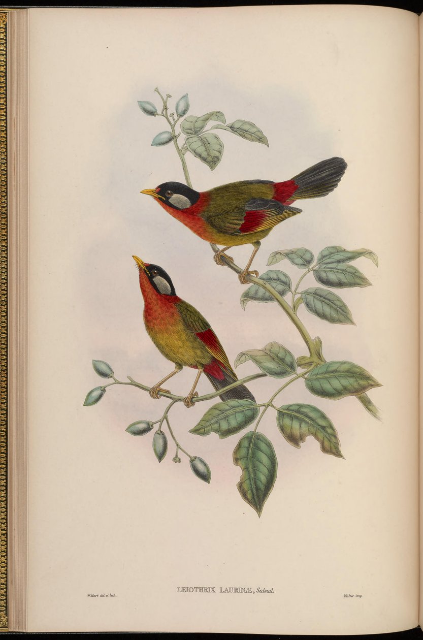 Leiothrix laurinae = Leiothrix argentauris laurinae alkotó: John Gould