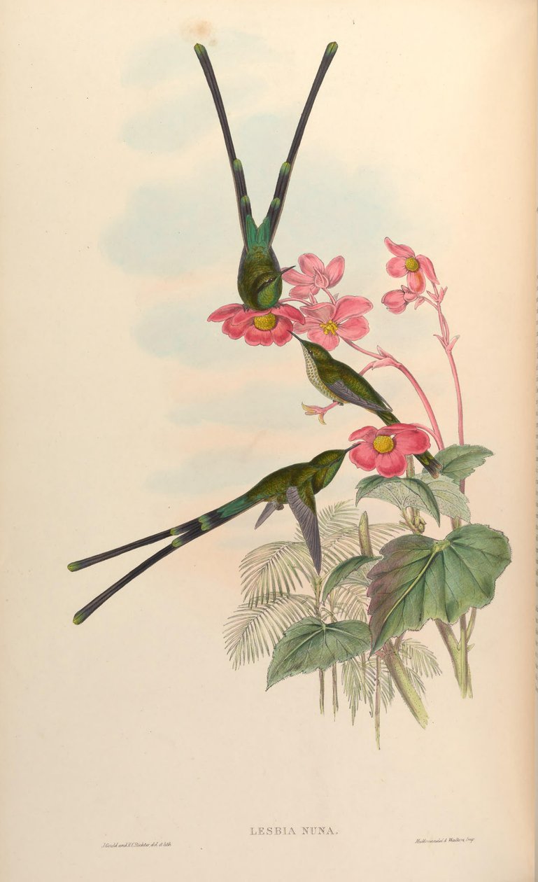 Lesbia nuna alkotó: John Gould