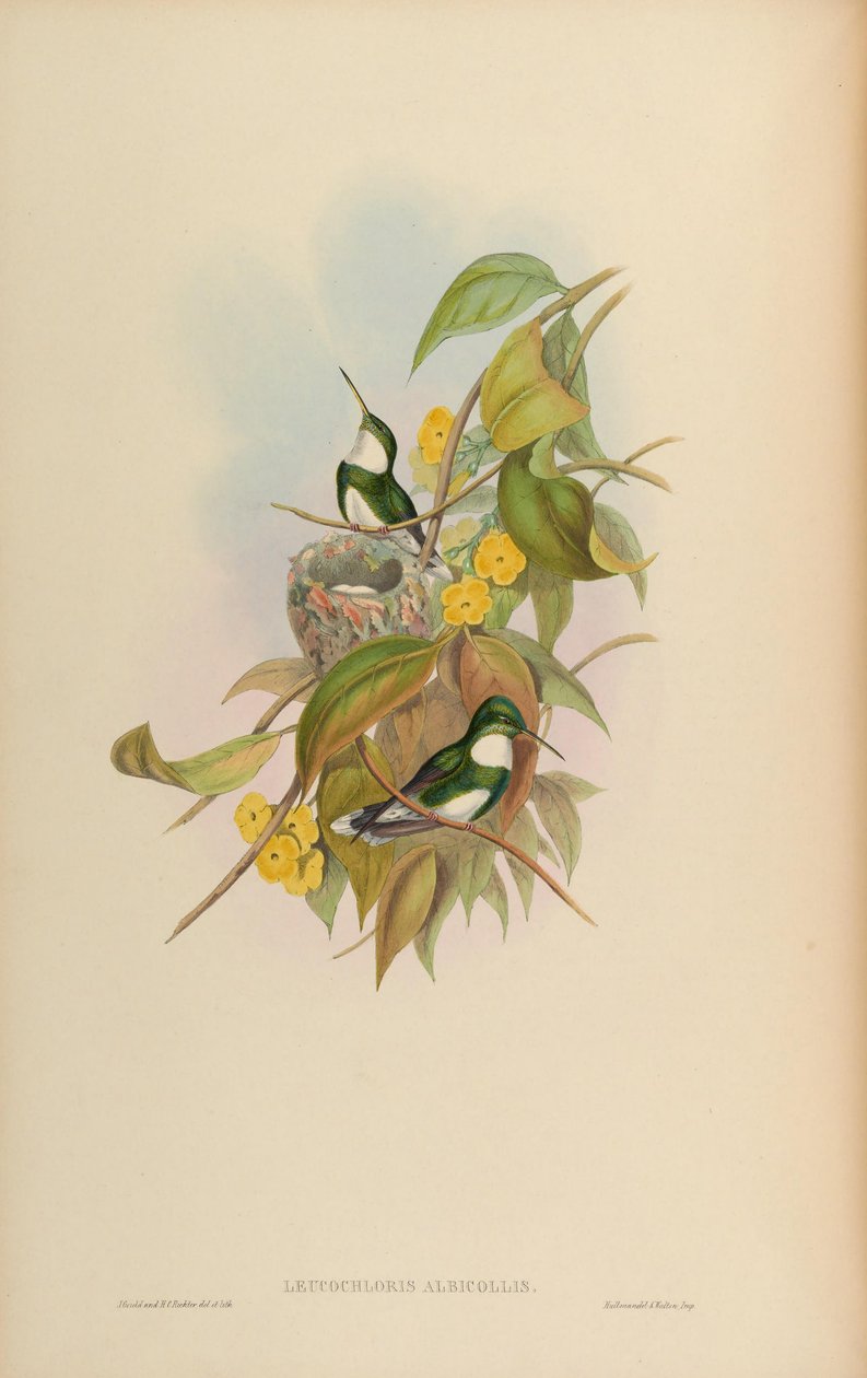 Leucochloris albicollis alkotó: John Gould