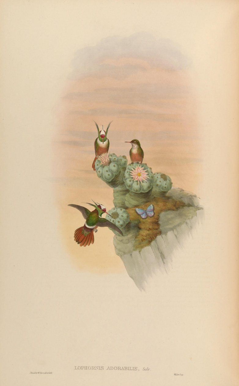 Lophornis adorabilis alkotó: John Gould