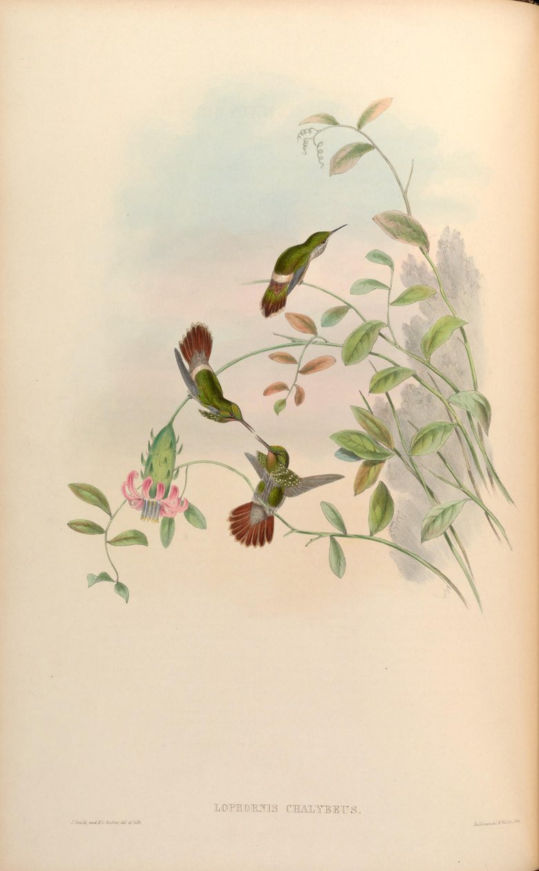 Lophornis chalybaeus alkotó: John Gould