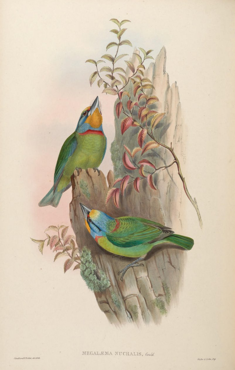 Megalaema nuchalis = Megalaima nuchalis alkotó: John Gould