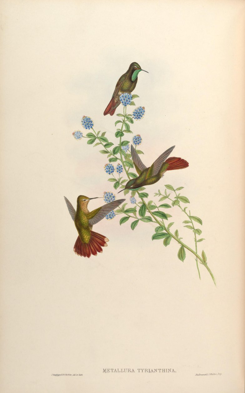 Metallura tyrianthina alkotó: John Gould