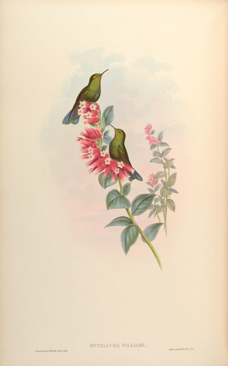 Metallura williami alkotó: John Gould
