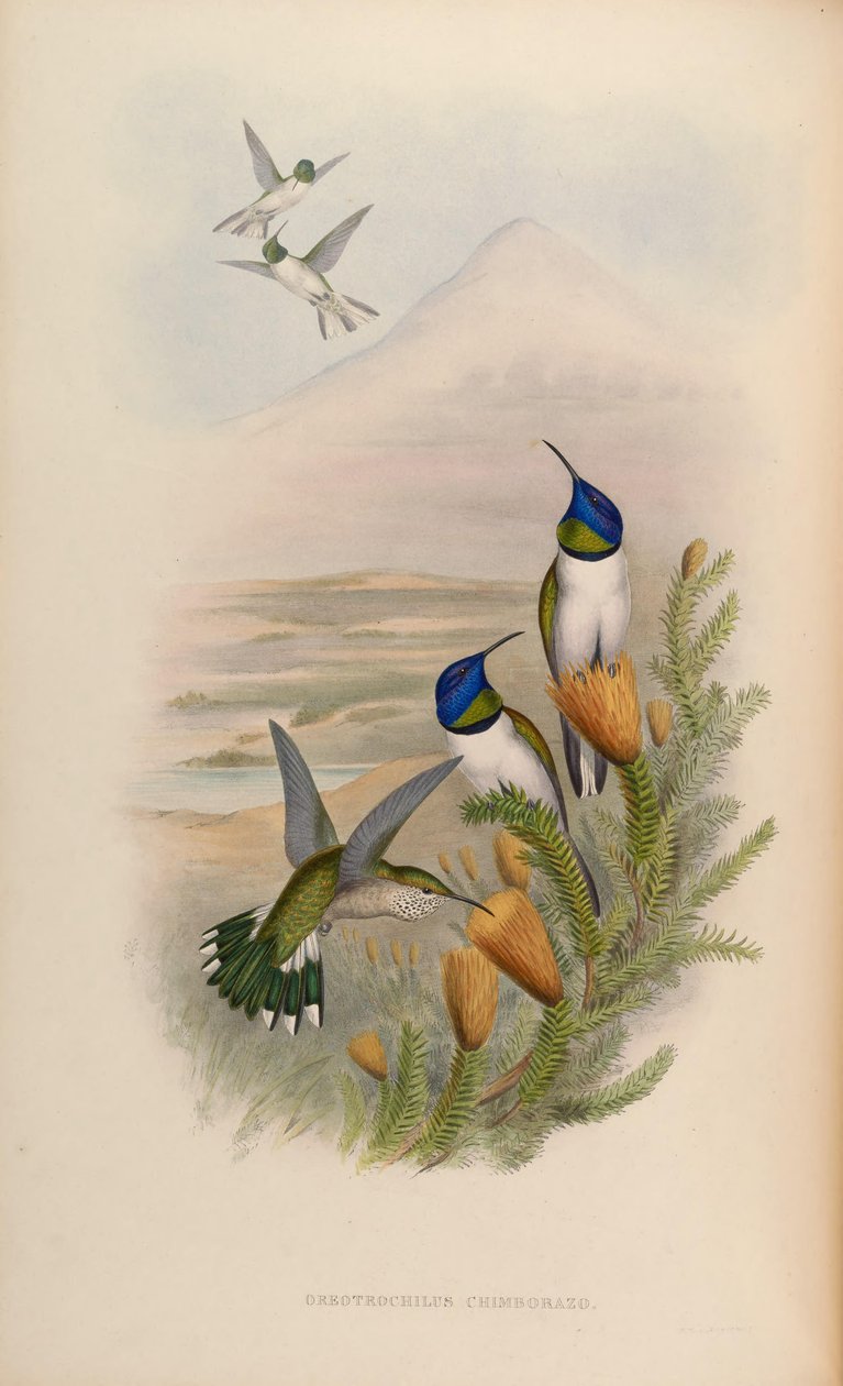 Oreotrochilus chimborazo alkotó: John Gould