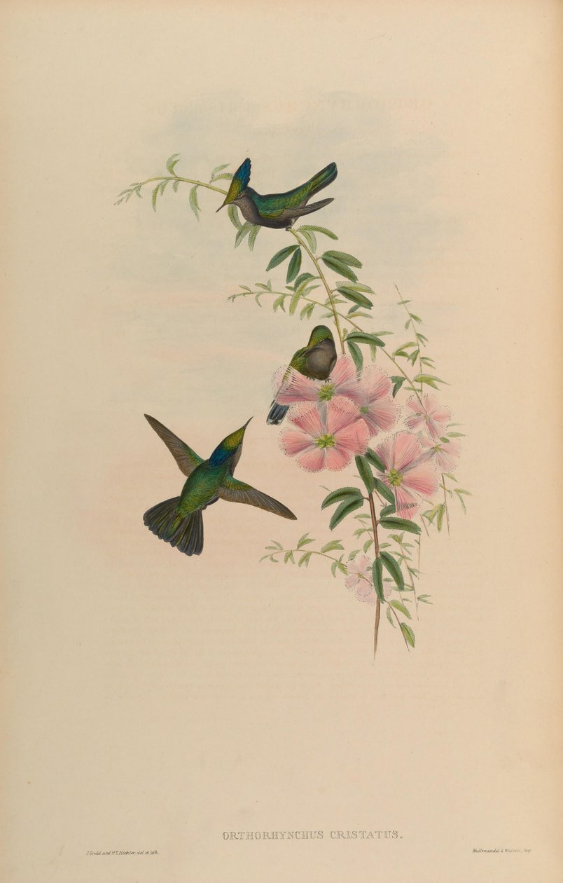 Orthorhynchus cristatus alkotó: John Gould