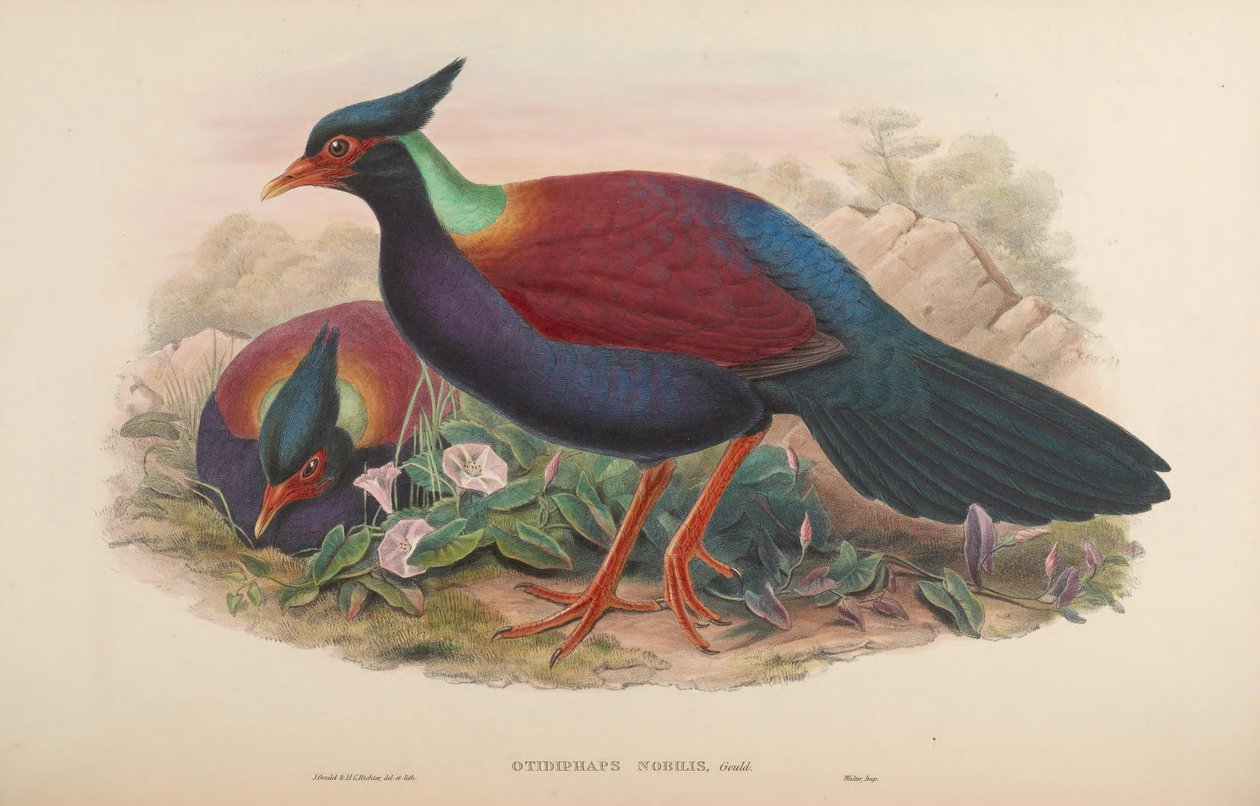 Otidiphus alkotó: John Gould