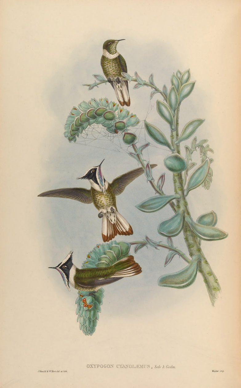 Oxypogon cyanolaemus = Oxypogon guerinii cyanolaemus alkotó: John Gould