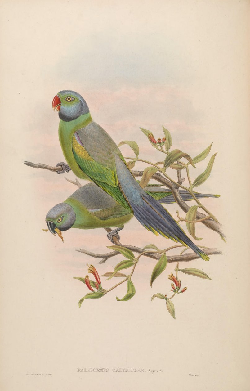 Palaeornis calthropae = Psittacula calthropae alkotó: John Gould