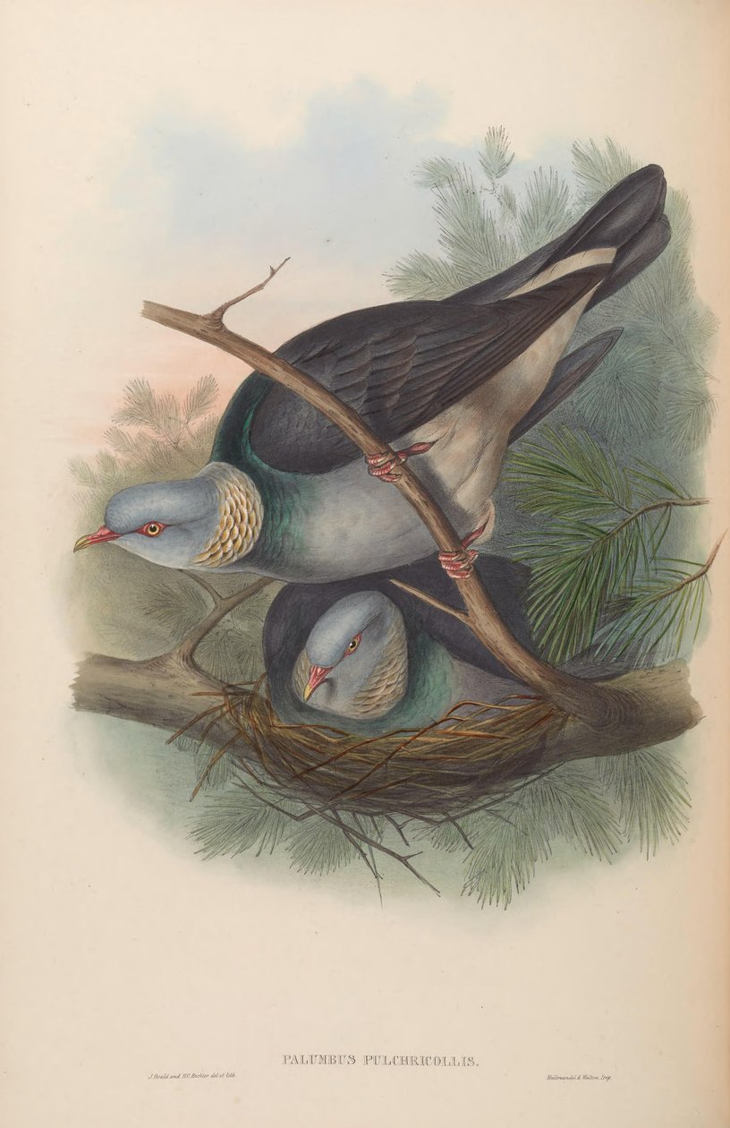 Kolumbusz alkotó: John Gould
