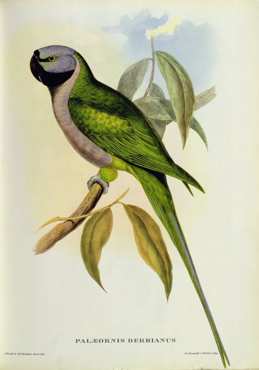 Papagáj: Palaeornis Derbianus, 1850 körül alkotó: John Gould