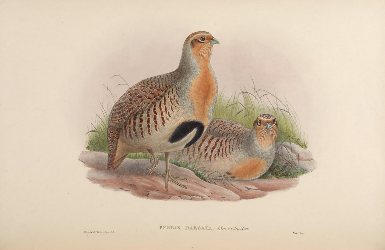 Perdix barbata = Perdix dauurica alkotó: John Gould