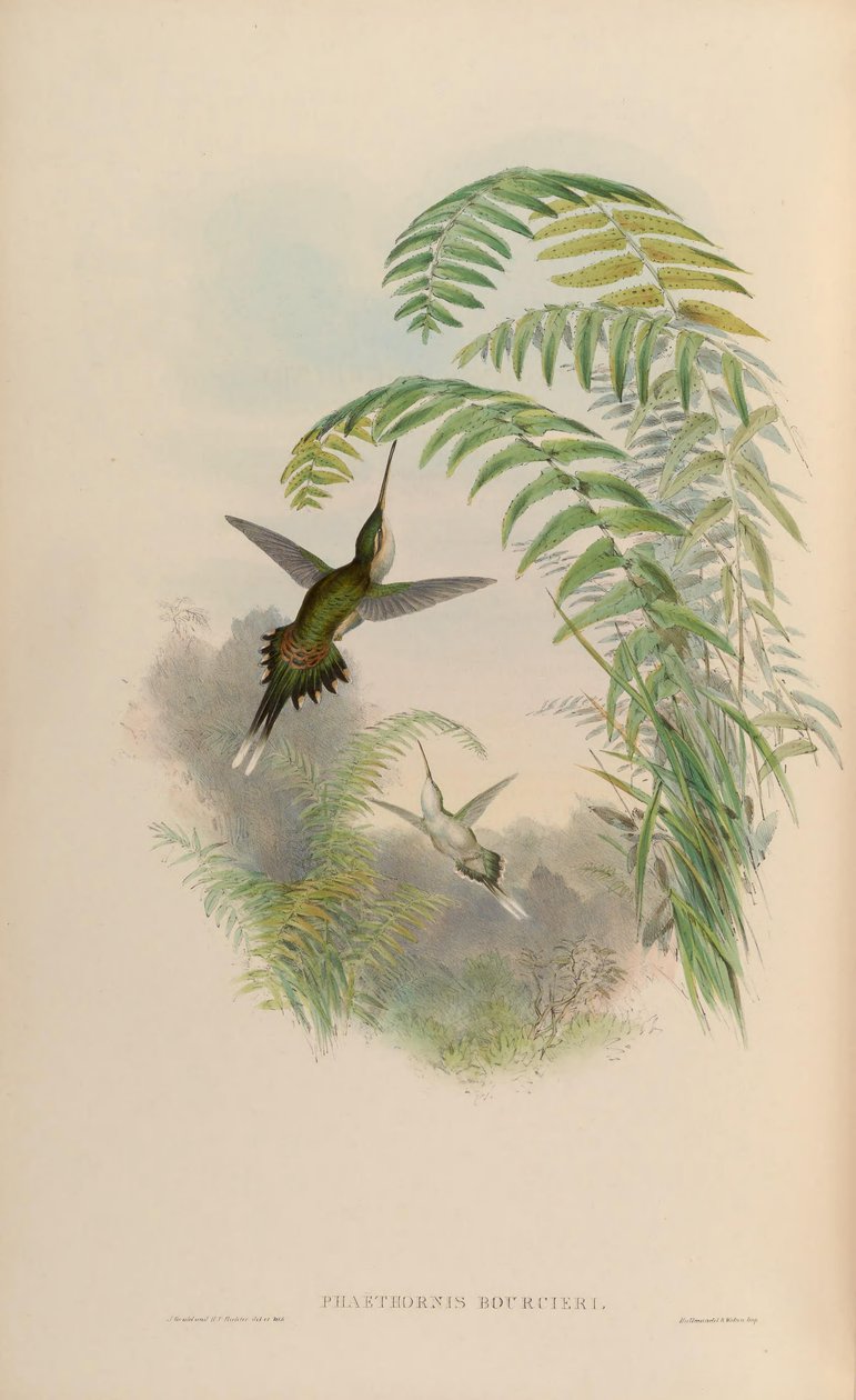 Phaethornis bourcieri alkotó: John Gould