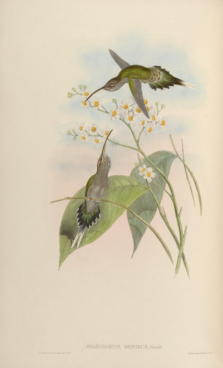 Phaethornis hispidus alkotó: John Gould