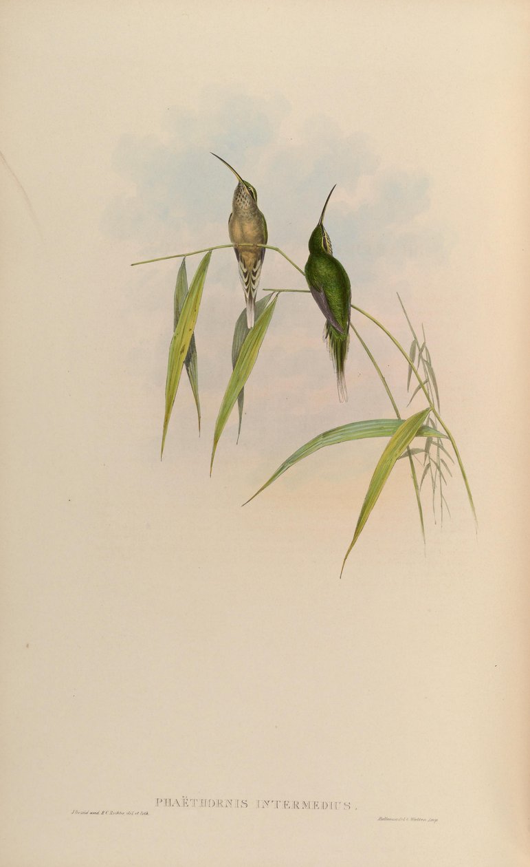 Phaethornis intermedius = Phaethornis squalidus alkotó: John Gould