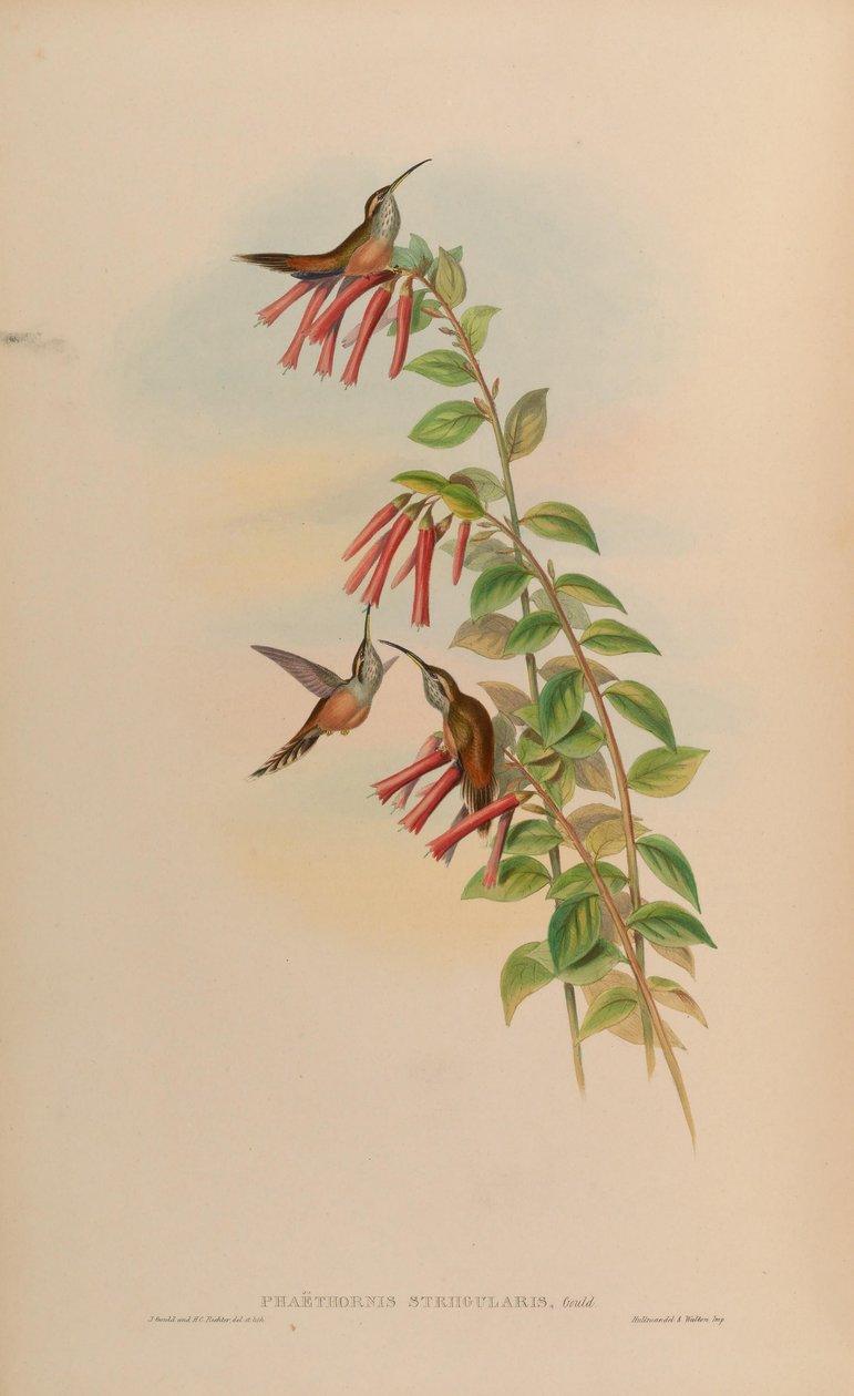 Phaethornis striigularis alkotó: John Gould