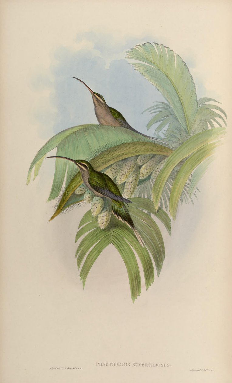 Phaethornis superciliosus alkotó: John Gould