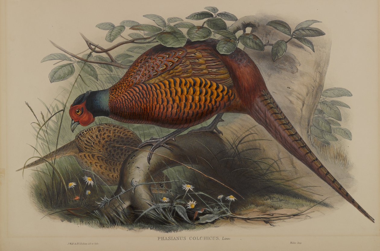 Phasianus Colchicus: Fácán alkotó: John Gould